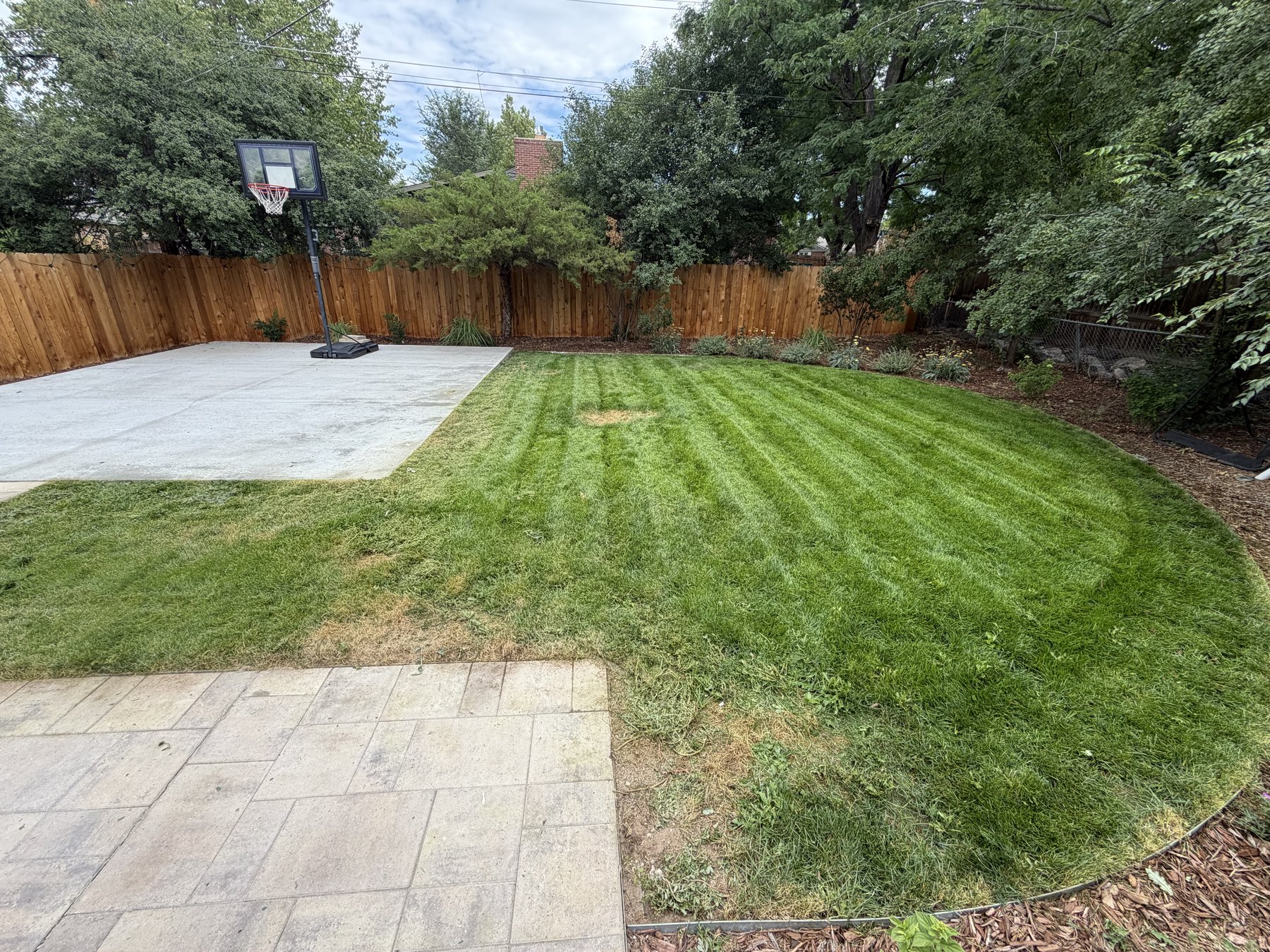 After: healthy mowed backyard lawn